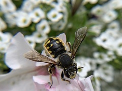 Anthidium manicatum