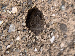 Carpocorini