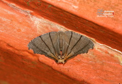 Orudiza protheclaria