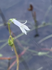 Lobelia dortmanna