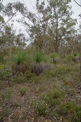 Xanthorrhoea preissii