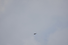 Pycnonotus goiavier jambu