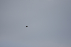 Pycnonotus goiavier jambu