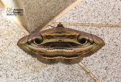 Spirama