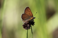 Tharsalea mariposa
