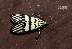 Heortia vitessoides
