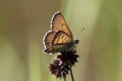 Tharsalea mariposa