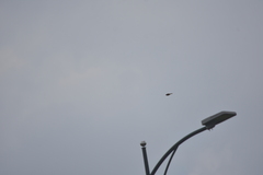 Pycnonotus goiavier jambu