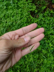 Digitaria radicosa