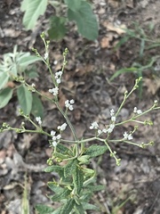Eriogonum multiflorum