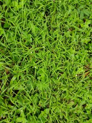 Cyperus mindorensis