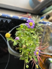 Brachyscome multifida