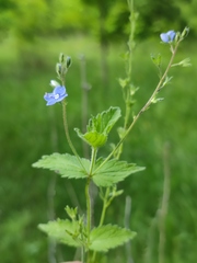 Veronica chamaedrys