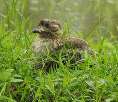 Burhinus indicus