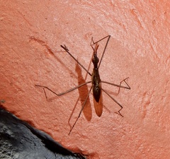 Neriidae