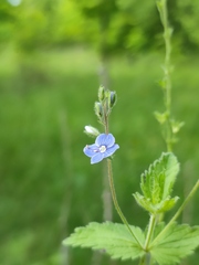 Veronica chamaedrys