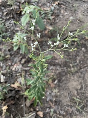 Eriogonum multiflorum