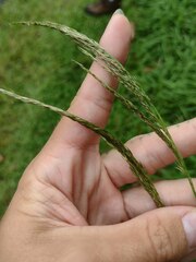 Digitaria insularis