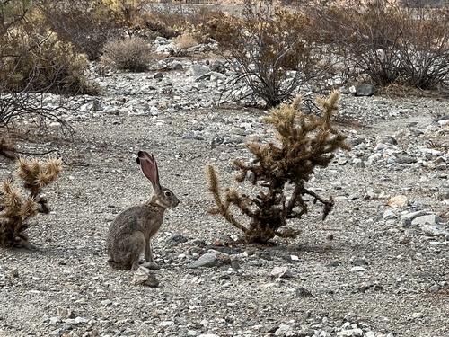 iNaturalist observation photo of Black-tailed Jackrabbit