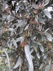 Amyema quandang