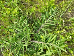 Cirsium decussatum
