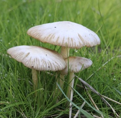 Bolbitius