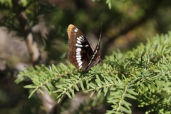 Limenitis lorquini