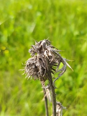 Cirsium decussatum