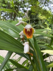 Alpinia