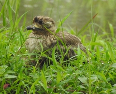 Burhinus indicus