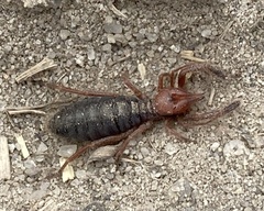 Eremobatidae