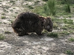 Vombatus ursinus hirsutus