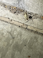Latrodectus hesperus