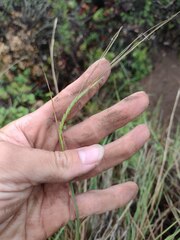Heteropogon contortus