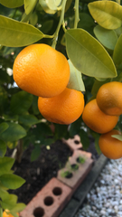 Citrus × microcarpa