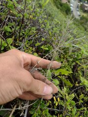 Eragrostis variabilis