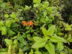 Pseudogynoxys chenopodioides