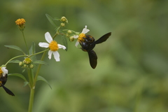 Biluna