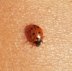 Coccinella undecimpunctata