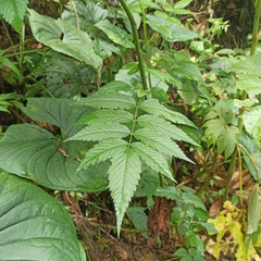 Rubus rosifolius