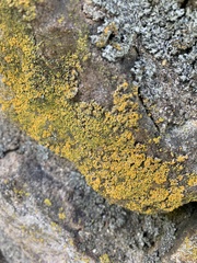 Candelariaceae