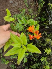 Pseudogynoxys chenopodioides