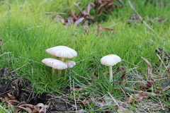Bolbitius