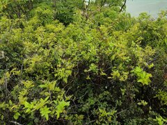 Pseudogynoxys chenopodioides