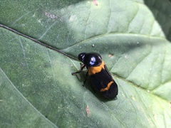 Cosmoscarta abdominalis