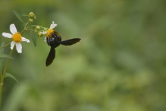 Biluna
