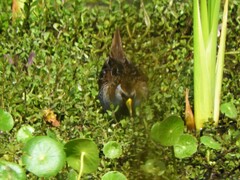 Porzana carolina