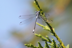Lestes