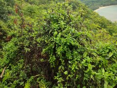 Pseudogynoxys chenopodioides