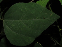 Amphicarpaea bracteata